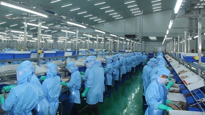 Viet Nam’s seafood export growth slowed in June due to a sharp decline in shipments to the US market. (Image for illustration/Source: NDO)