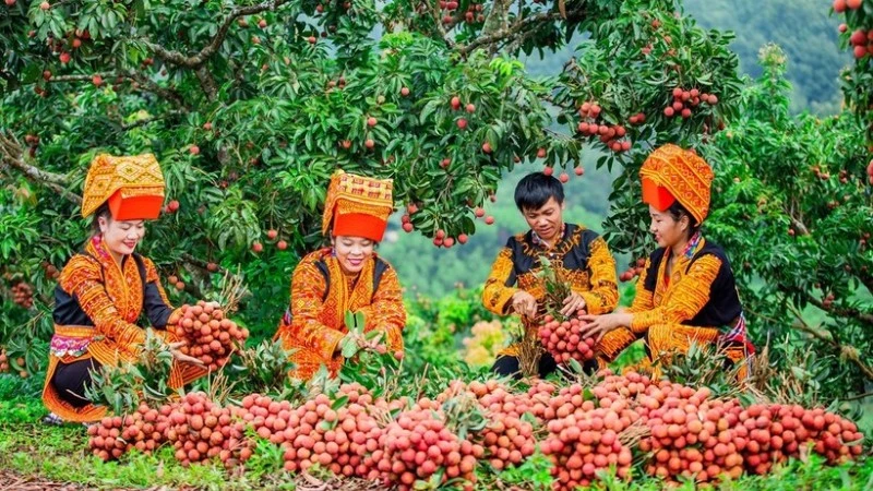 Mở rộng thị trường cho nông sản Việt: Không thể chỉ trông chờ vào mùa vụ