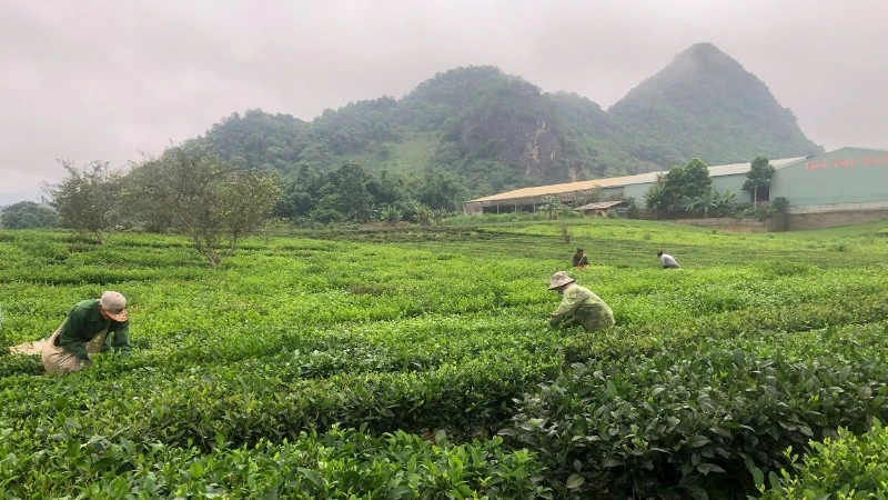 Bài viết