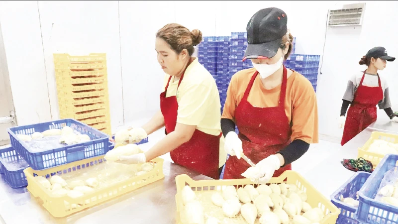 Pre-processing durians for export at an enterprise in Dak Lak Province. (Photo: CONG LY)