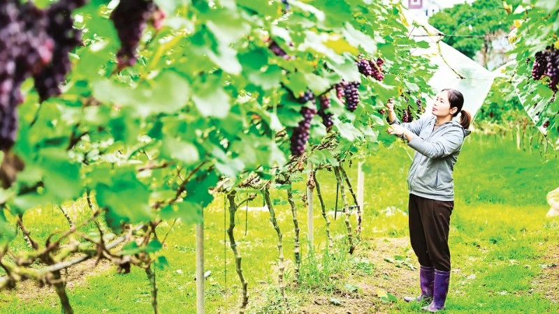 A grape vineyard in Nam Duong, Bac Ninh Province. (Photo: Bao Long)
