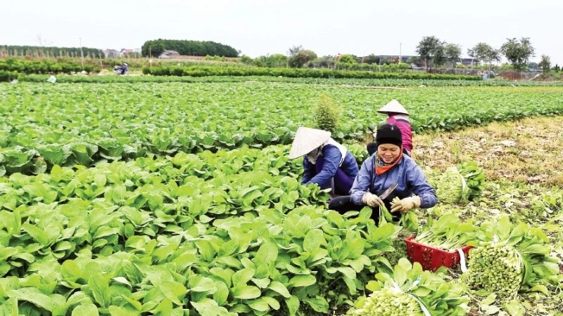 Harvesting vegetables at the Van Duc Safe Vegetable Cooperative, Bat Trang Commune, Ha Noi. (Photo: VNA)