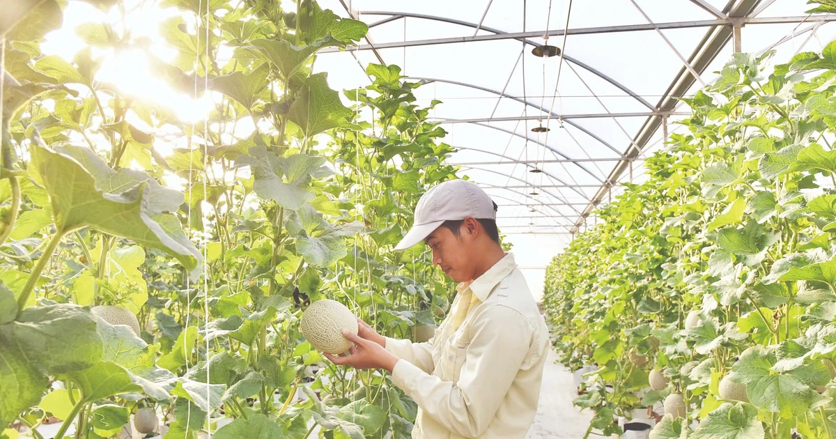 Drip irrigation and nutrient control system used for melon cultivation at Delco Farm, a smart farm in Bac Ninh Province. (Photo: DANG ANH)