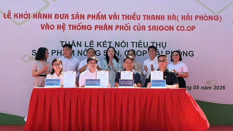 Thành phố Hồ Chí Minh liên kết Hải Phòng tiêu thụ vải Thanh Hà