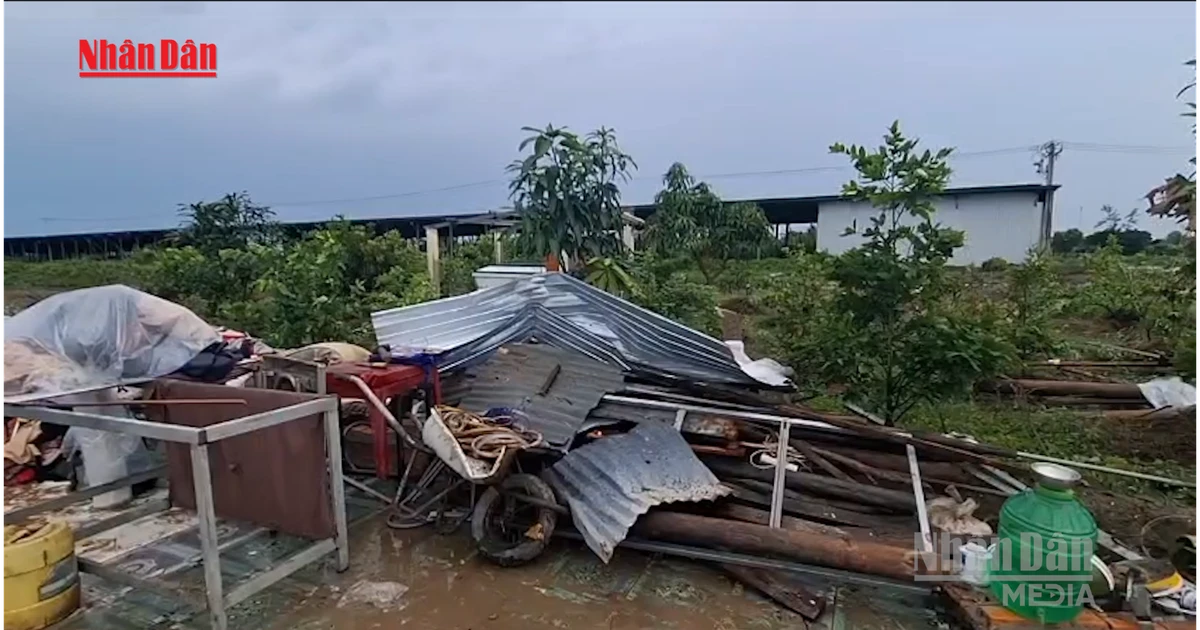 [Video] Dông lốc tại Cà Mau làm 75 căn nhà hư hại, 4 người bị thương