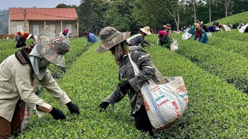 The tea raw-material zone linked with farming households of Thu Dan Tea Limited Liability Company in Binh Thuan Commune, Son La Province.