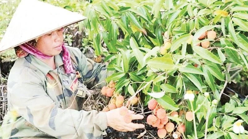 Canh tác thích ứng với điều kiện tự nhiên