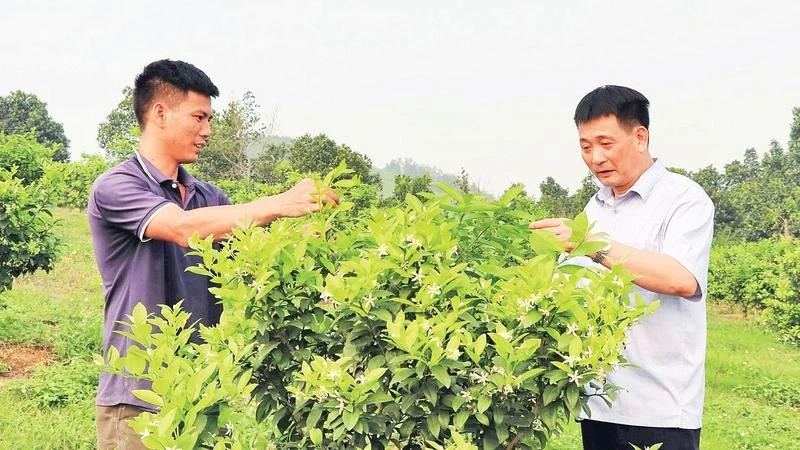 Chuyển đổi cây trồng hiệu quả, gia tăng giá trị sản xuất