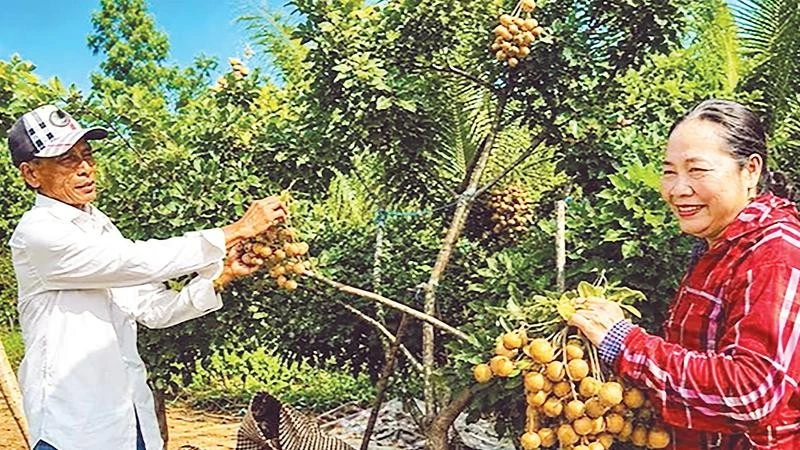 Gìn giữ vườn nhãn cổ 100 năm tuổi