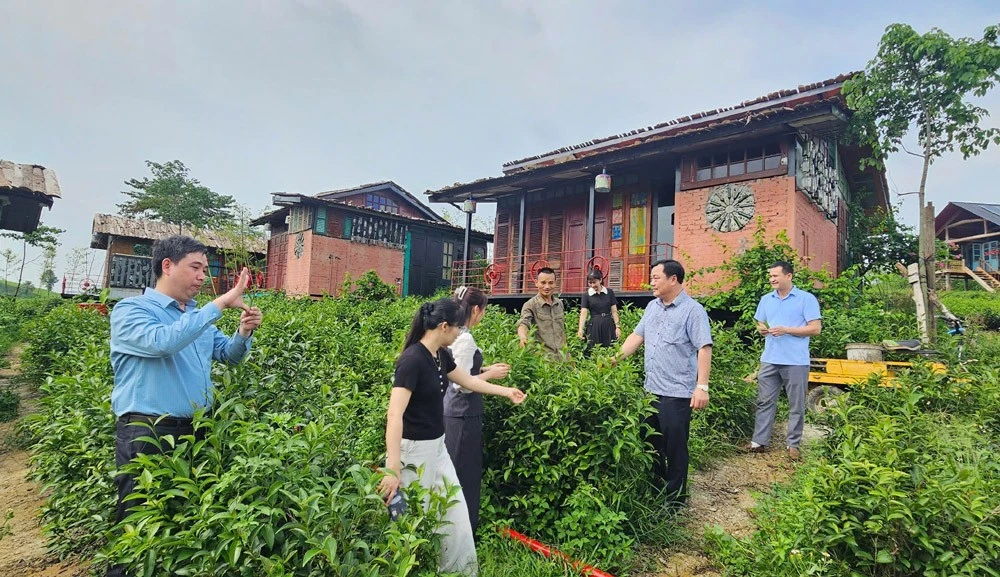 Để cây chè trở thành động lực phát triển bền vững ở Minh Đài