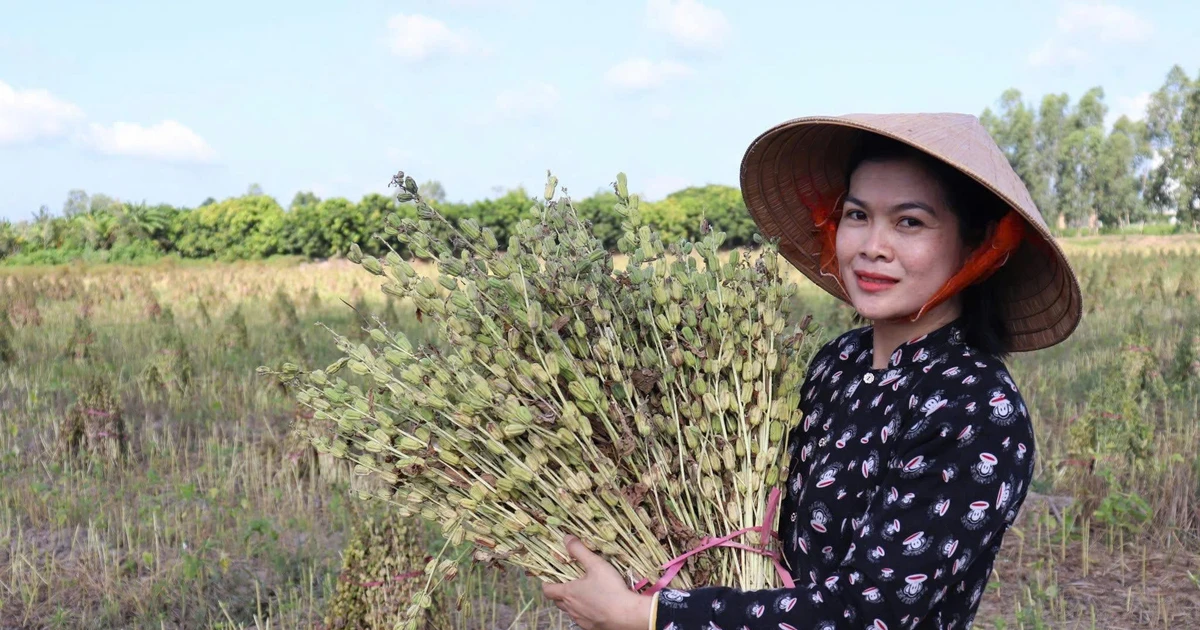 Tìm hướng phát triển kinh tế từ sản xuất vừng
