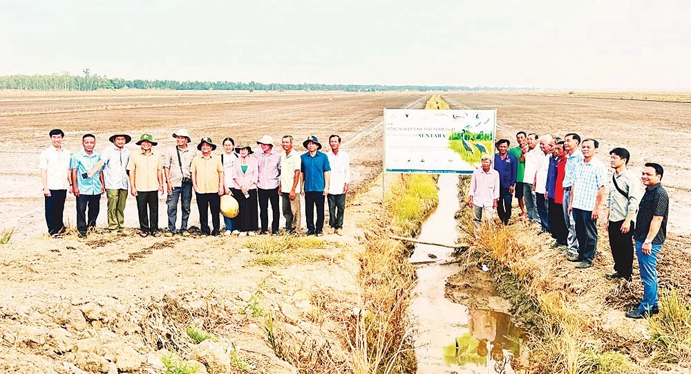 Lan tỏa mô hình sản xuất lúa “thuận thiên