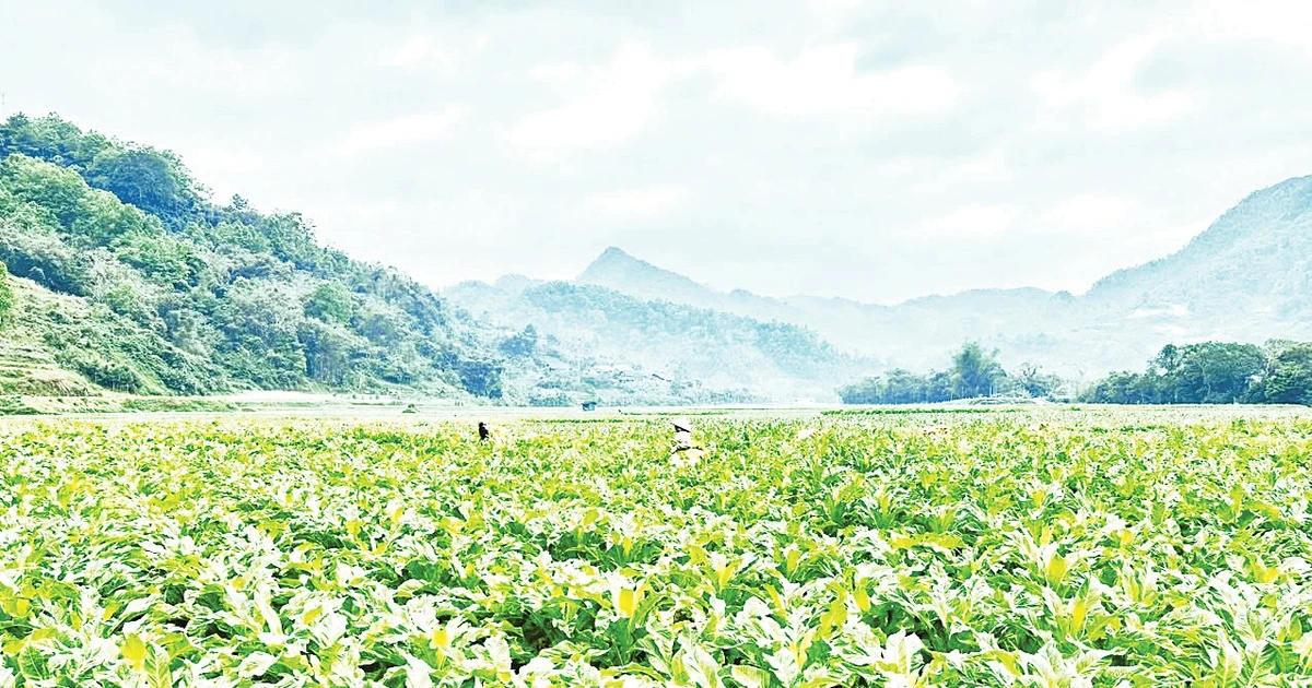 Phát triển thế mạnh cây trồng,vật nuôi