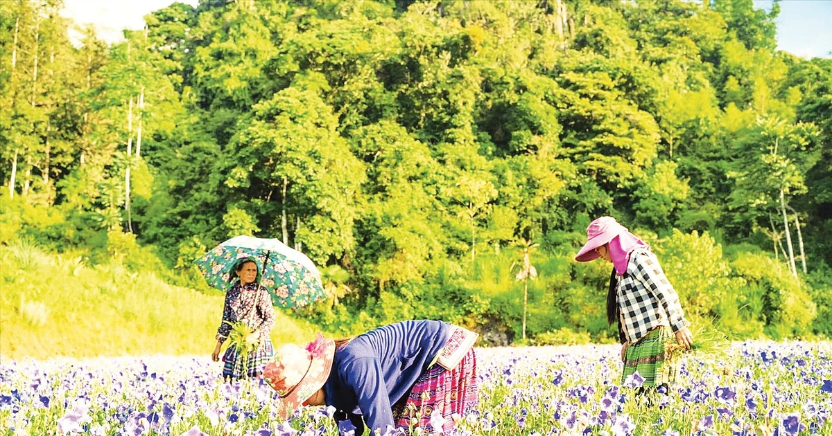 Cây dược liệu mở lối sinh kế bền vững ở Lùng Phình