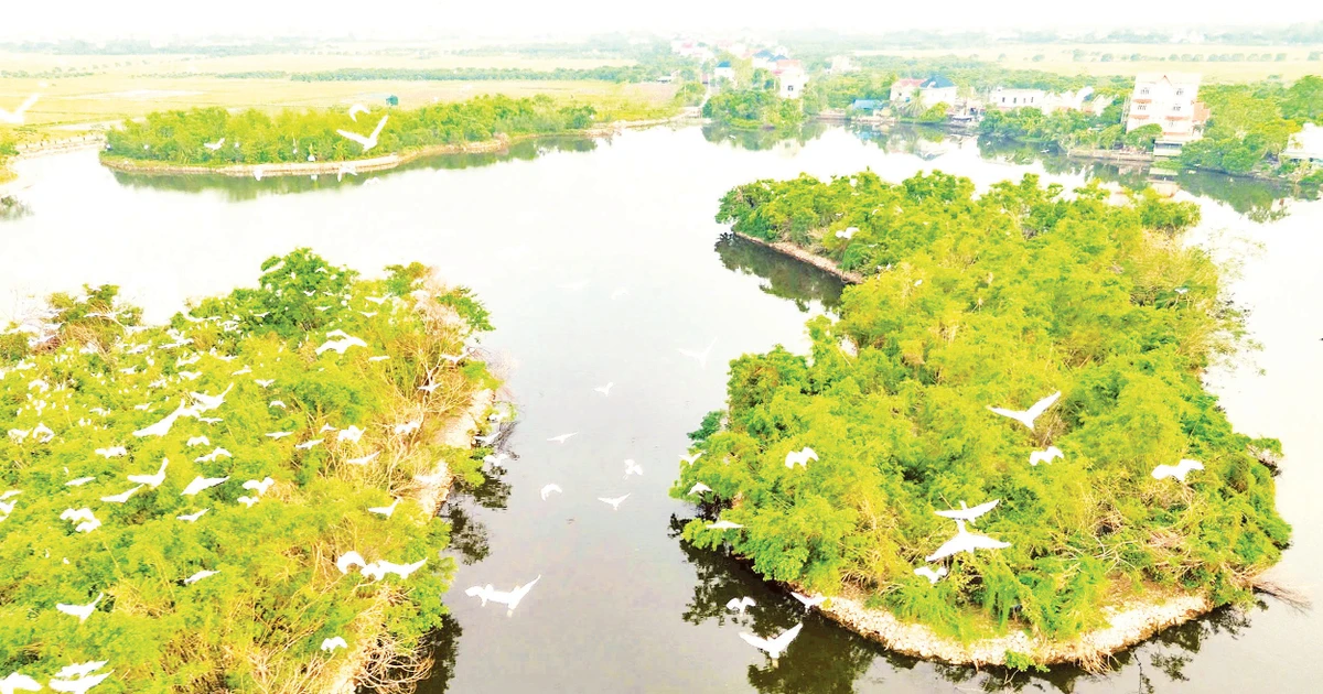 Báu vật của làng