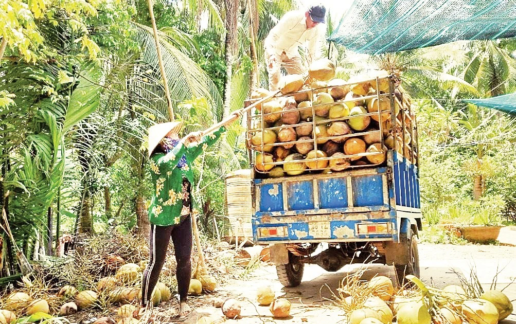 Nông dân lao đao vì giá dừa