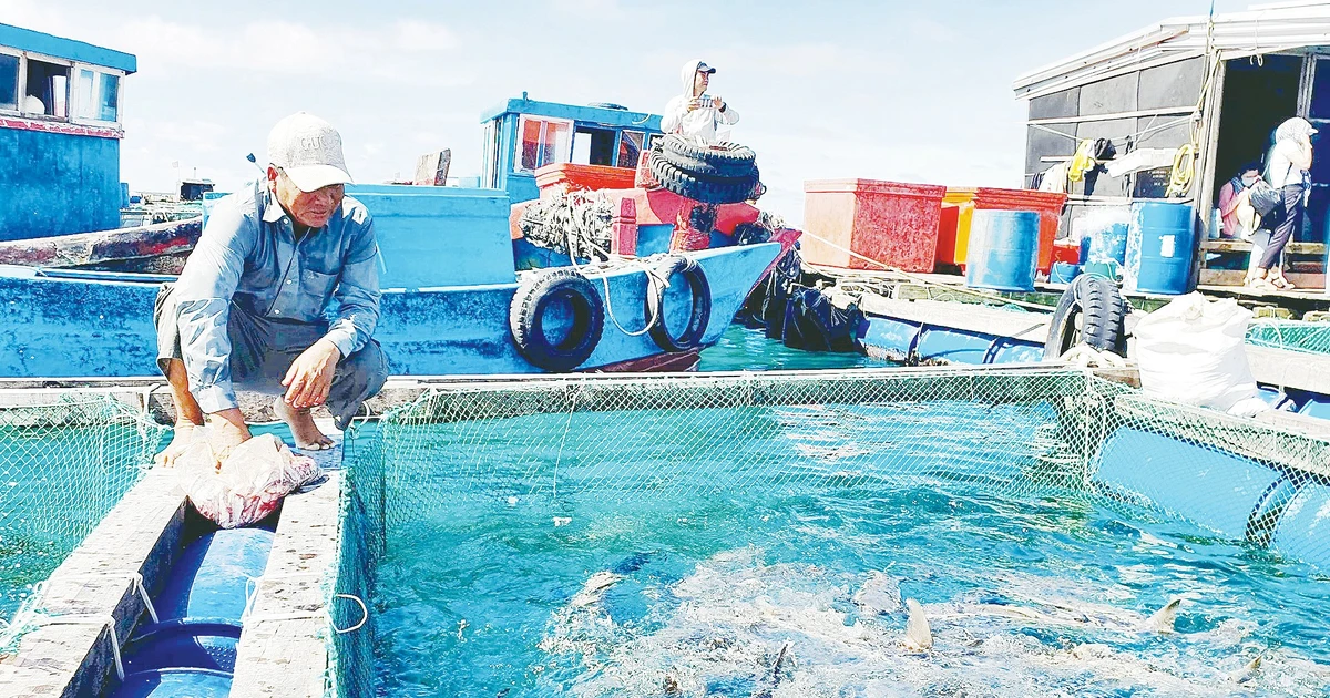 Từ khai thác tận diệt sang nuôi biển ổn định - Báo Nhân Dân điện tử