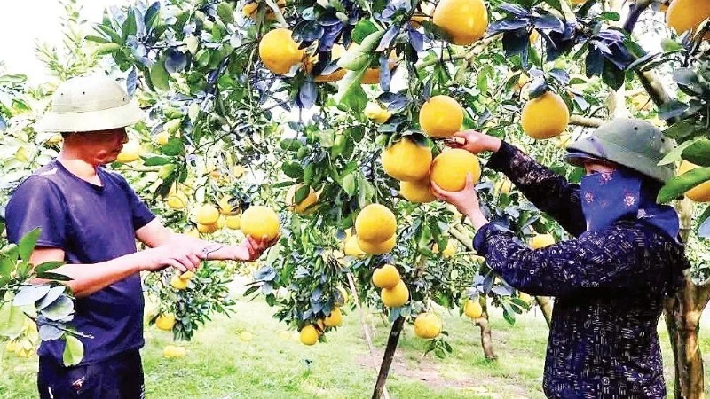 Nông nghiệp tăng trưởng nhờ áp dụng khoa học kỹ thuật