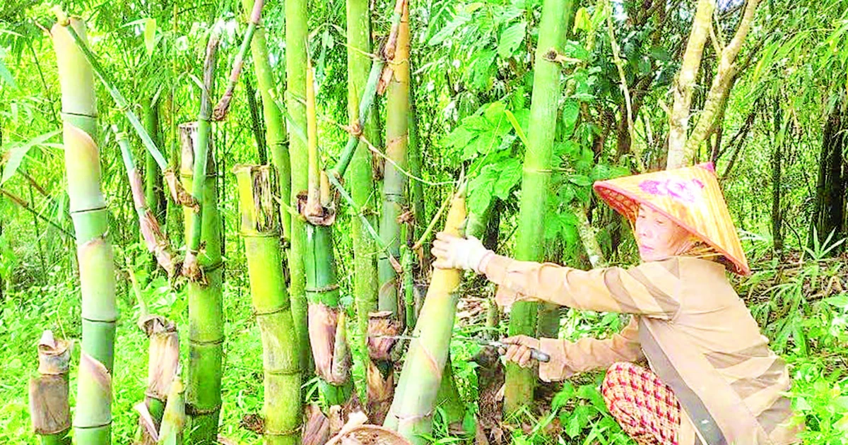 Măng tre bốn mùa trên vùng đất bô-xít | Báo Nhân Dân điện tử