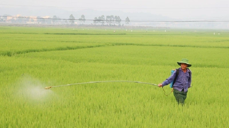 Điện Biên chủ động phòng bệnh trên lúa đông xuân