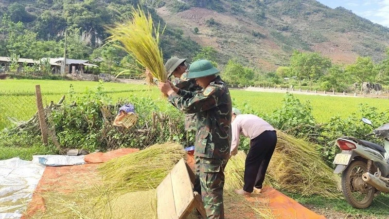 Bộ đội Trung đoàn 82 giúp nhân dân gặt lúa