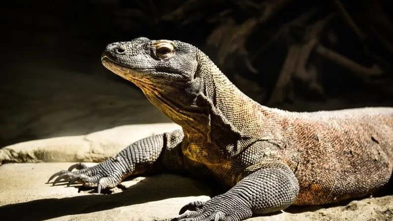 Indonesia triệt phá đường dây buôn lậu rồng Komodo quý hiếm