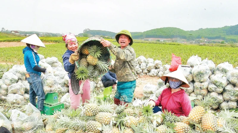 Nghệ An nâng cao giá trị sản phẩm dứa
