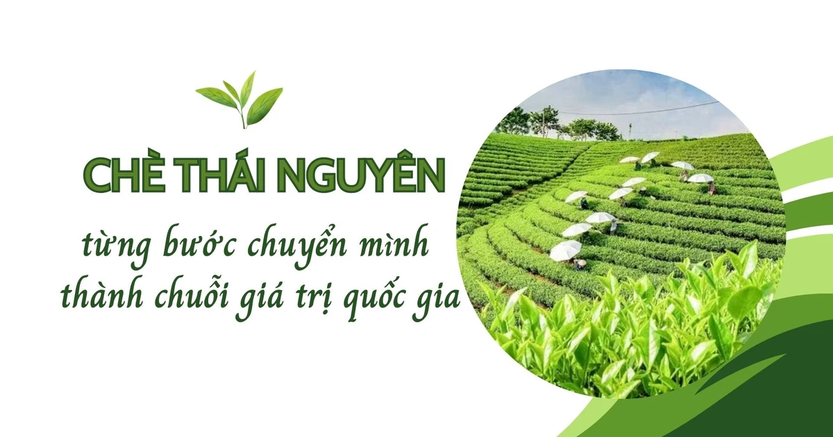 Chè Thái Nguyên từng bước chuyển mình thành chuỗi giá trị quốc gia