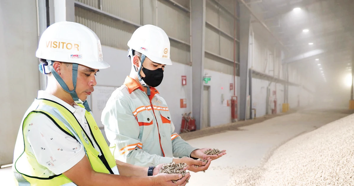 Đánh thức tiềm năng năng lượng sinh khối: Hướng đi chiến lược cho mục tiêu Net Zero của Việt Nam