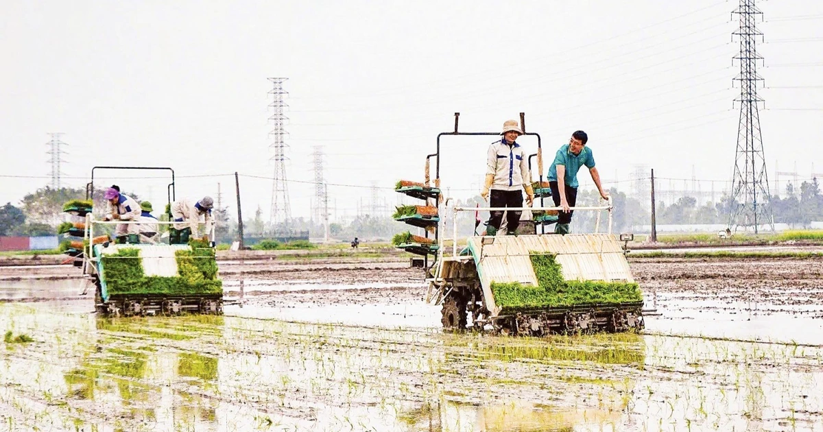 Nô nức xuống đồng, hứa hẹn vụ đông xuân thắng lợi
