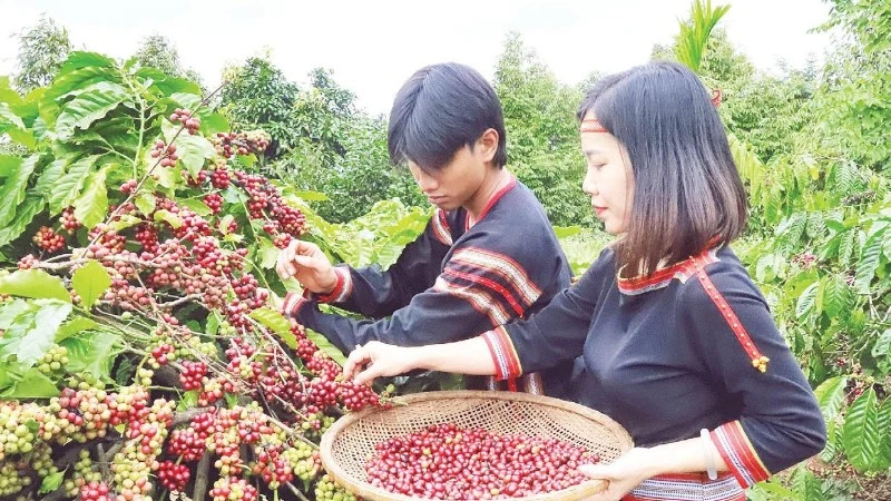 Xác lập vị thế cà-phê Việt Nam