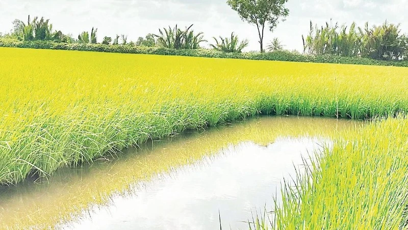 Nhân rộng mô hình sản xuất gạo ngon