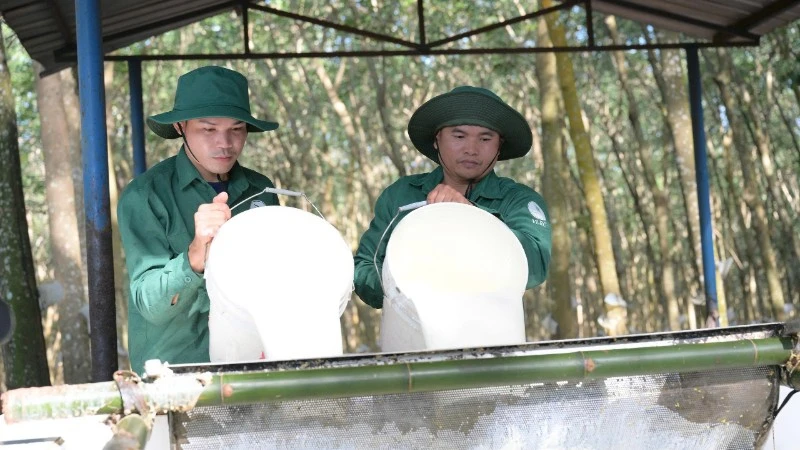 Phát triển cao-su bền vững: Điểm sáng hợp tác Việt Nam-Lào