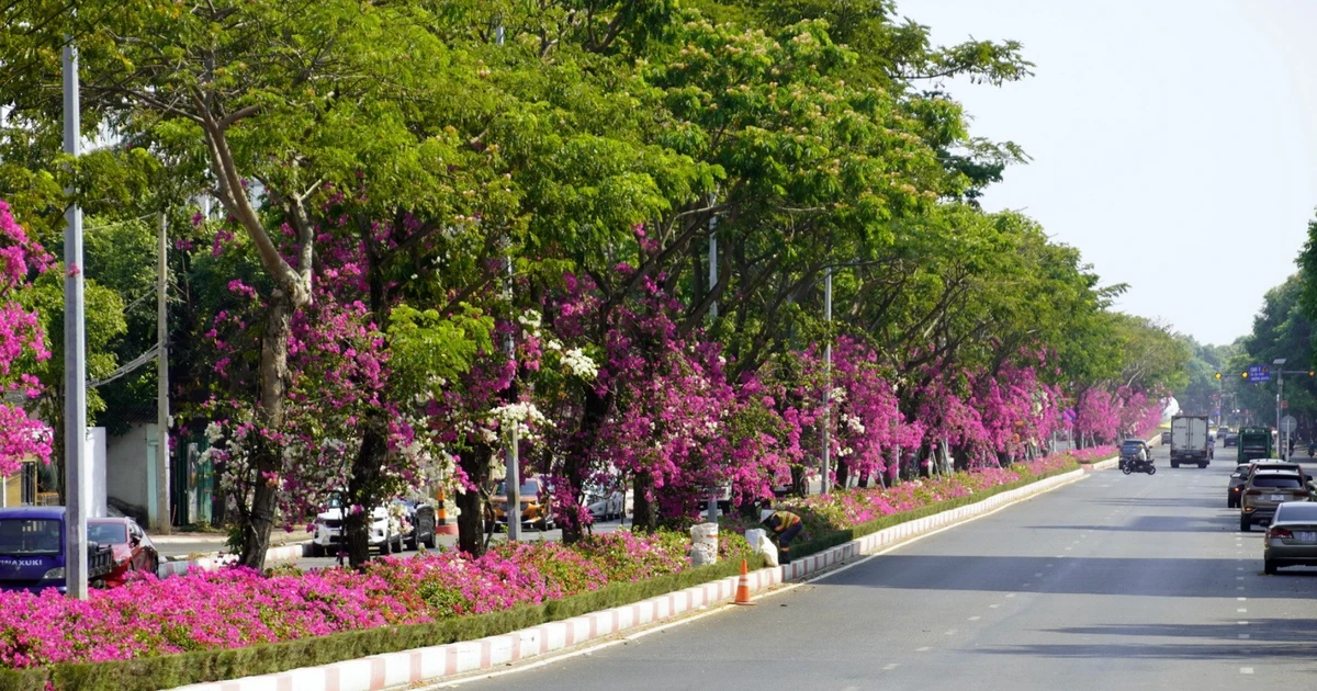 Độc đáo con đường hoa giấy đỏ rực dưới tán lá xanh ở Thành phố Hồ Chí Minh