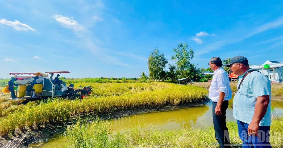 Ароматный рис ST25 приносит большой успех в рисо-креветочной зоне дельты Меконга