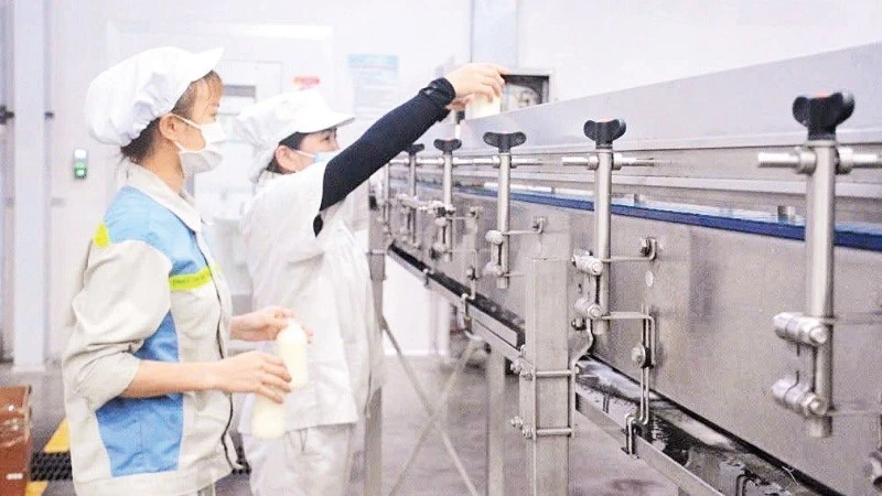 Modern-standard milk production technology at Vinamilk.