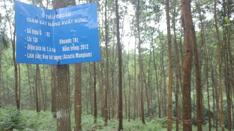Acacia mangium, a species planted for its ability to restore ecological environments.