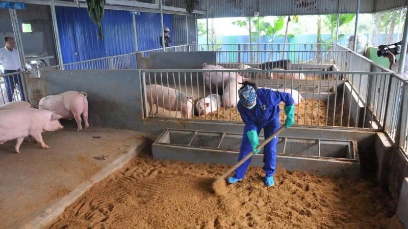Chăn nuôi theo hướng an toàn sinh học