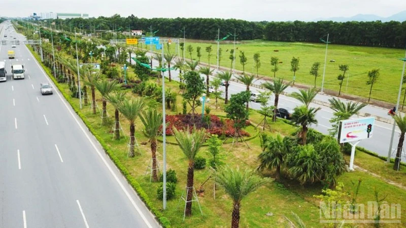 Cập nhật quy trình cấp phép chặt hạ cây xanh đô thị