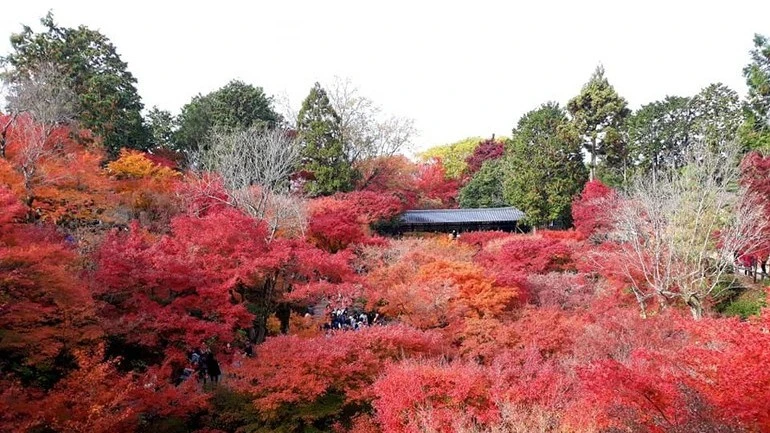 Autumn foliage at Kiyomizu-dera Temple, Japan. (Photo: Hong Tham)