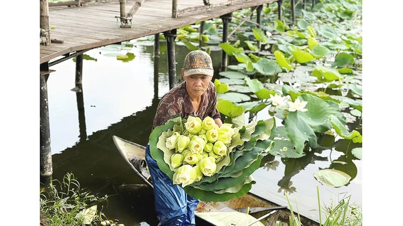 Tinh khiết mùa sen “ngự