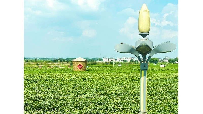 Đánh thức giá trị từ một loài hoa