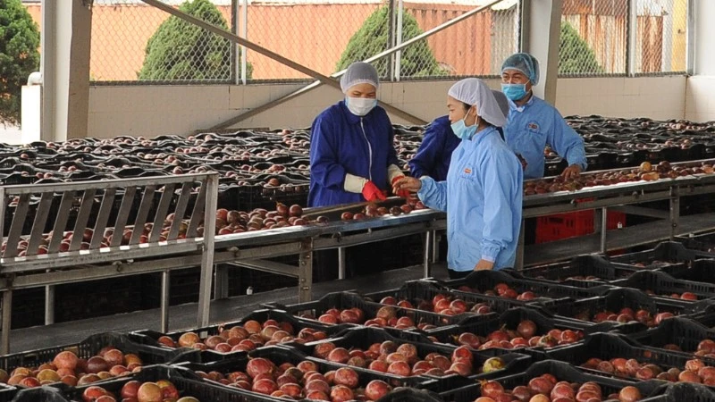 Passion fruit is one of the key export items to the EU market.