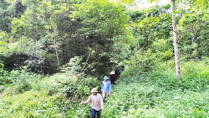 Lời cảnh tỉnh sau những tán rừng