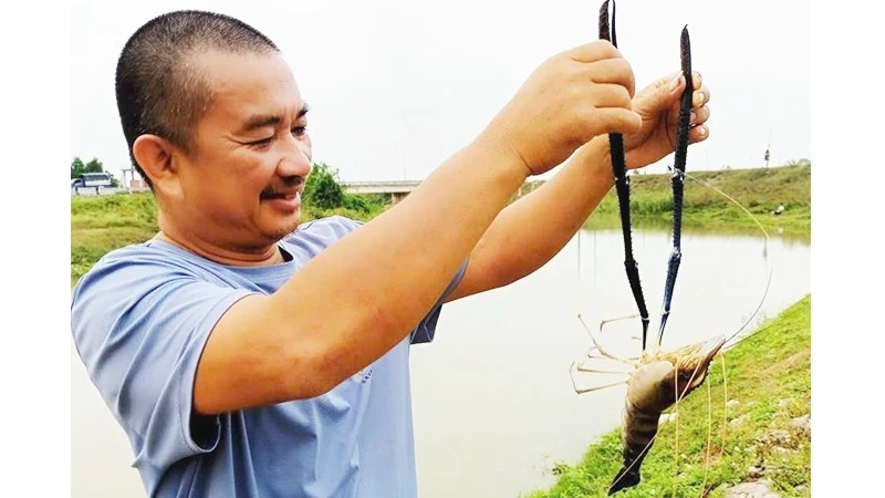 Cơn sốt” săn tôm càng xanh trên sông Dinh