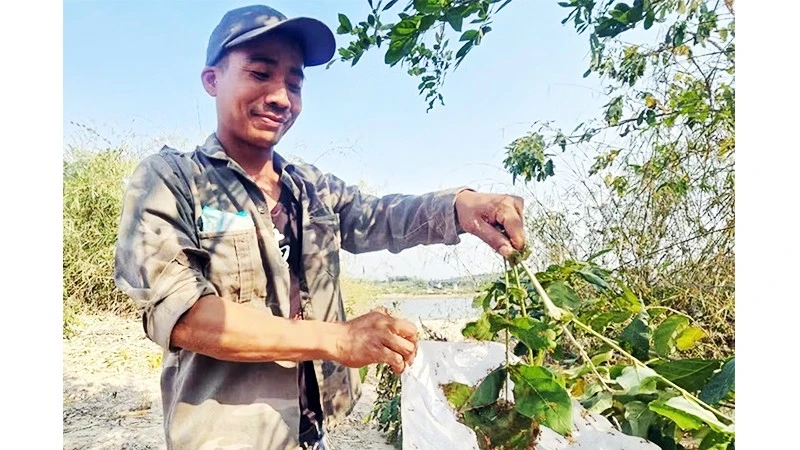 Mùa săn kiến vàng ở Gia Lai