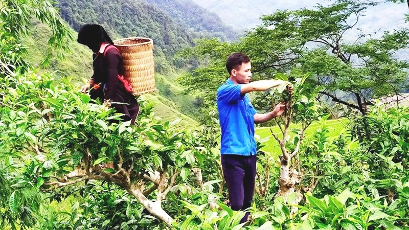 Đánh thức hương chè cổ giữa ngàn mây Tả Củ Tỷ