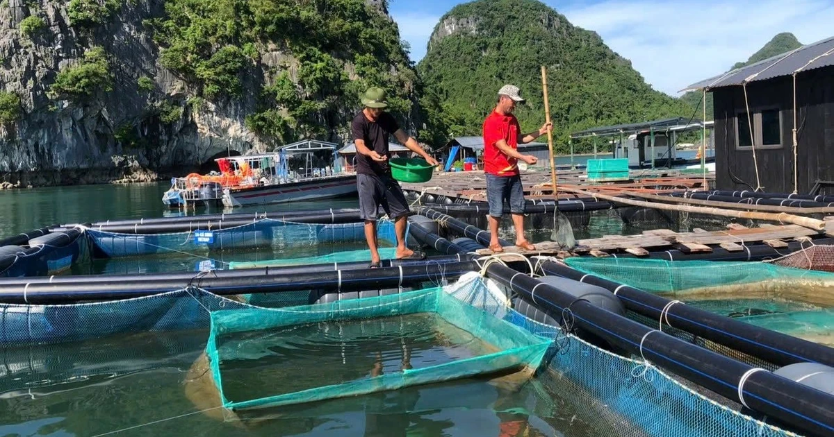 Quang Ninh province’s fishermen raise aquatic products at sea.