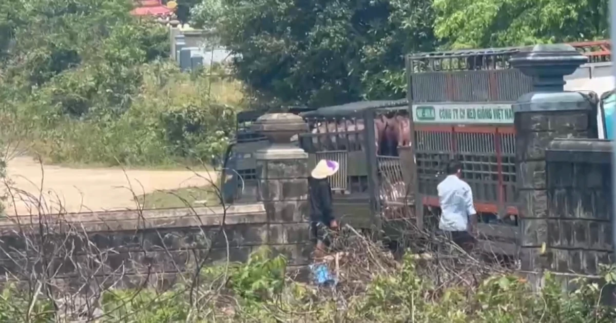 [Video] Quảng Trị: Bắt đường dây vận chuyển, mua bán hơn 250 tấn lợn bệnh