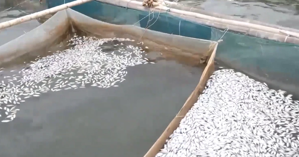 [Video] Cá chết hàng loạt trên sông Hiếu ở Quảng Trị là do nguồn nước có dấu hiệu suy giảm chất lượng